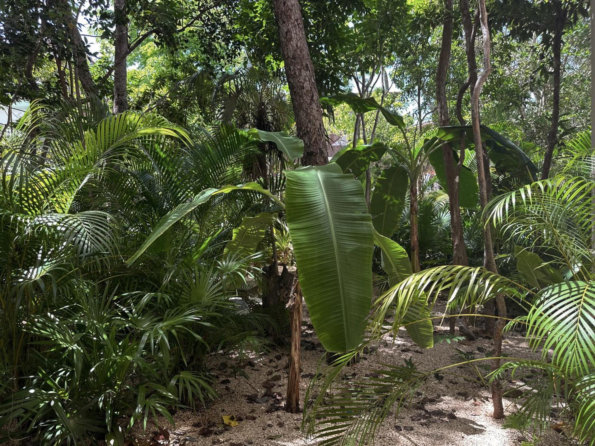 Aparthotel Ophelia In Aldea Zama Tulum